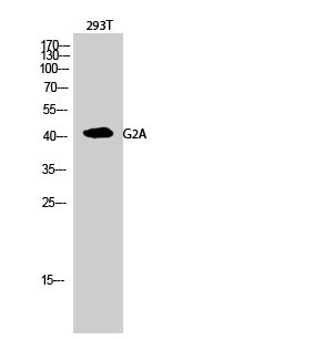 1 - G2A Polyclonal Antibody AP69990