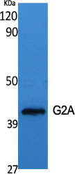1 - G2A Polyclonal Antibody AP69990