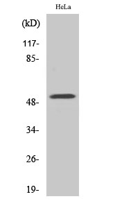 1 - G3BP2 Polyclonal Antibody AP69992