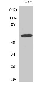1 - GABAA Rα4 Polyclonal Antibody AP70005
