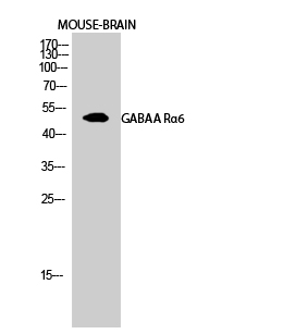 1 - GABAA Rα6 Polyclonal Antibody AP70006