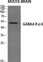 1 - GABAA Rα6 Polyclonal Antibody AP70006