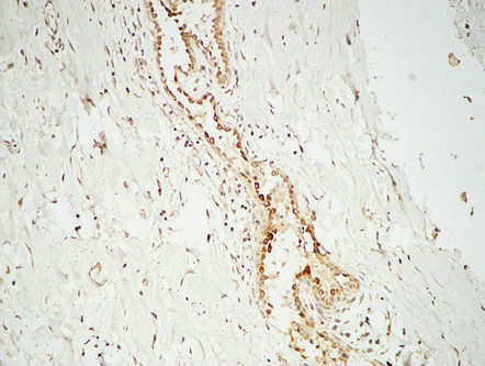 14 - GATA-2/3 Polyclonal Antibody AP70043