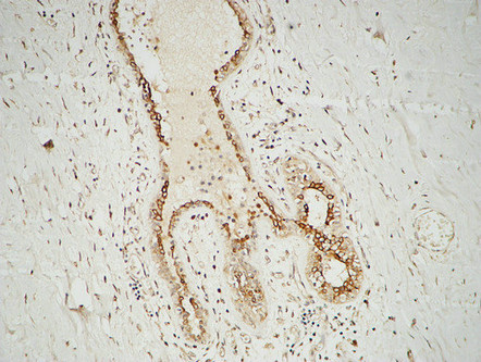 14 - GATA-2/3 Polyclonal Antibody AP70043