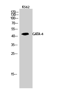 1 - GATA-4 Polyclonal Antibody AP70046