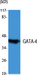 1 - GATA-4 Polyclonal Antibody AP70046