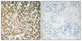 1 - GATA-5 Polyclonal Antibody AP70047