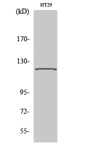 1 - GCP5 Polyclonal Antibody AP70064