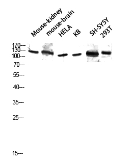 1 - GCP5 Polyclonal Antibody AP70064