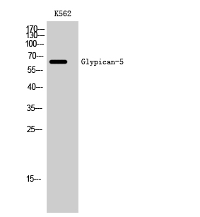 1 - Glypican-5 Polyclonal Antibody AP70117