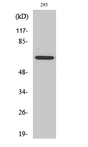 1 - GNL3L Polyclonal Antibody AP70121