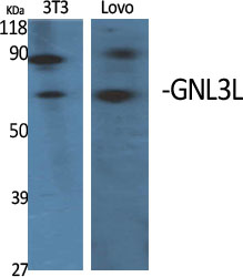 1 - GNL3L Polyclonal Antibody AP70121