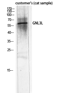 1 - GNL3L Polyclonal Antibody AP70121