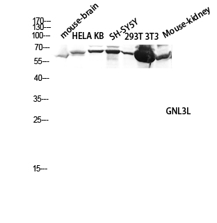 1 - GNL3L Polyclonal Antibody AP70121