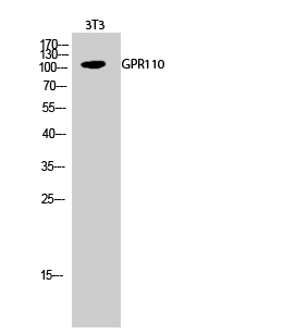 1 - GPR110 Polyclonal Antibody AP70138