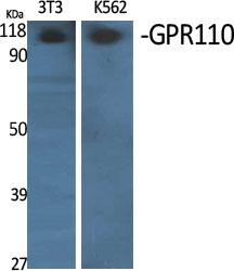 1 - GPR110 Polyclonal Antibody AP70138