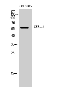 1 - GPR114 Polyclonal Antibody AP70140