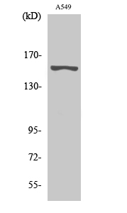 1 - GPR116 Polyclonal Antibody AP70143