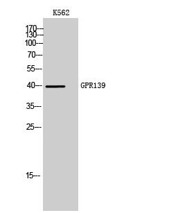 1 - GPR139 Polyclonal Antibody AP70155