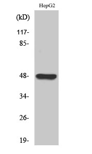 1 - GPR19 Polyclonal Antibody AP70190