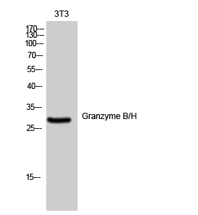 1 - Granzyme B/H Polyclonal Antibody AP70232