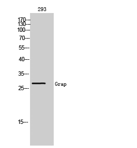 1 - Grap Polyclonal Antibody AP70235