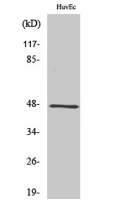 1 - GRIN2 Polyclonal Antibody AP70243