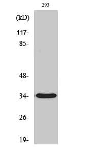 1 - GRTP1 Polyclonal Antibody AP70260