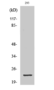 1 - GSC2 Polyclonal Antibody AP70262