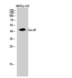 1 - Gα olf Polyclonal Antibody AP70276