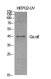 1 - Gα olf Polyclonal Antibody AP70276