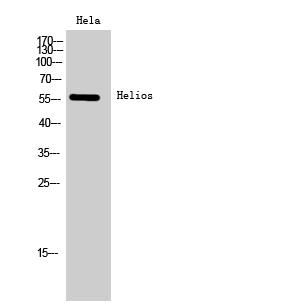 1 - Helios Polyclonal Antibody AP70306