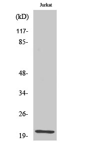 1 - HEN1/2 Polyclonal Antibody AP70308