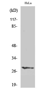 1 - HES-6 Polyclonal Antibody AP70310