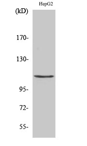 1 - Histone deacetylase 9 Polyclonal Antibody AP70332