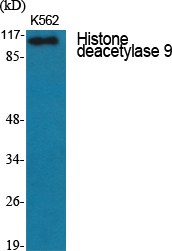 1 - Histone deacetylase 9 Polyclonal Antibody AP70332