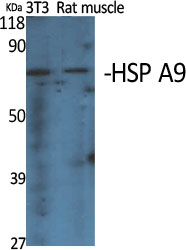 1 - HSP A9 Polyclonal Antibody AP70429