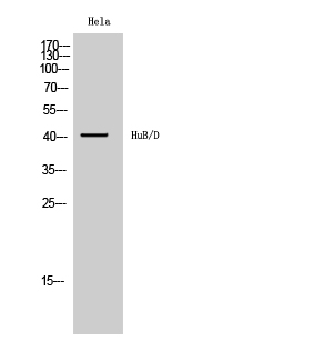 1 - HuB/D Polyclonal Antibody AP70444