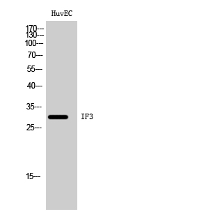 1 - IF3 Polyclonal Antibody AP70456