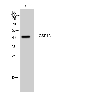 1 - IGSF4B Polyclonal Antibody AP70477