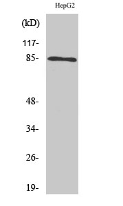 1 - IKKα/β Polyclonal Antibody AP70485