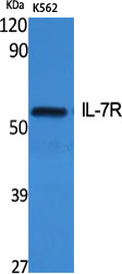 1 - IL-7R Polyclonal Antibody AP70524
