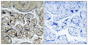14 - INSL4 Polyclonal Antibody AP70535