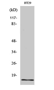 1 - INSL4 Polyclonal Antibody AP70535