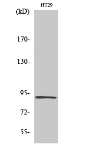 1 - InsP 3-kinase C Polyclonal Antibody AP70537