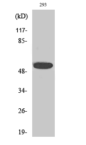 1 - InsP6 Kinase 3 Polyclonal Antibody AP70539
