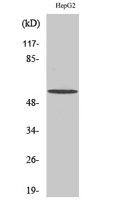 1 - IRTKS Polyclonal Antibody AP70594