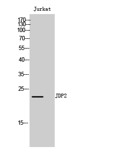 1 - JDP2 Polyclonal Antibody AP70615