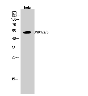 1 - JNK1/2/3 Polyclonal Antibody AP70623