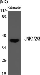 1 - JNK1/2/3 Polyclonal Antibody AP70623